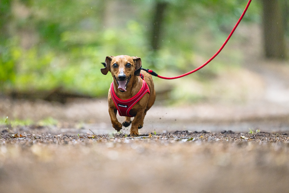 Beeztees Köpek Göğüs Tasması, Neopren, Kırmızı, S, 38-44cm - 4