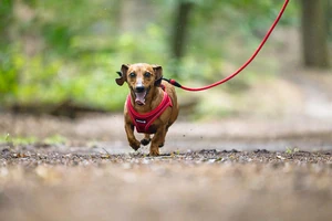 Beeztees Köpek Göğüs Tasması, Neopren, Kırmızı, S, 38-44cm - 4