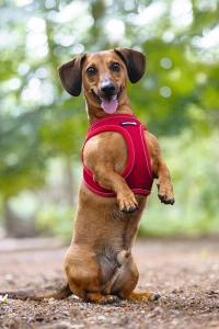 Beeztees Köpek Göğüs Tasması, Neopren, Kırmızı, XS, 30-35cm - 4