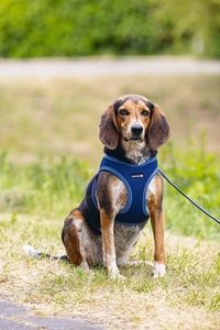 Beeztees Köpek Göğüs Tasması, Neopren, Mavi, M, 41-46cm - 4