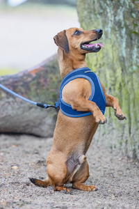 Beeztees Köpek Göğüs Tasması, Neopren, Mavi, S, 38-44cm - 4