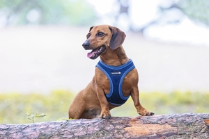 Beeztees Köpek Göğüs Tasması, Neopren, Mavi, S, 38-44cm - 2