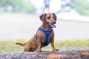 Beeztees Köpek Göğüs Tasması, Neopren, Mavi, S, 38-44cm - 3