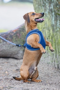 Beeztees Köpek Göğüs Tasması, Neopren, Mavi, S, 38-44cm - 4