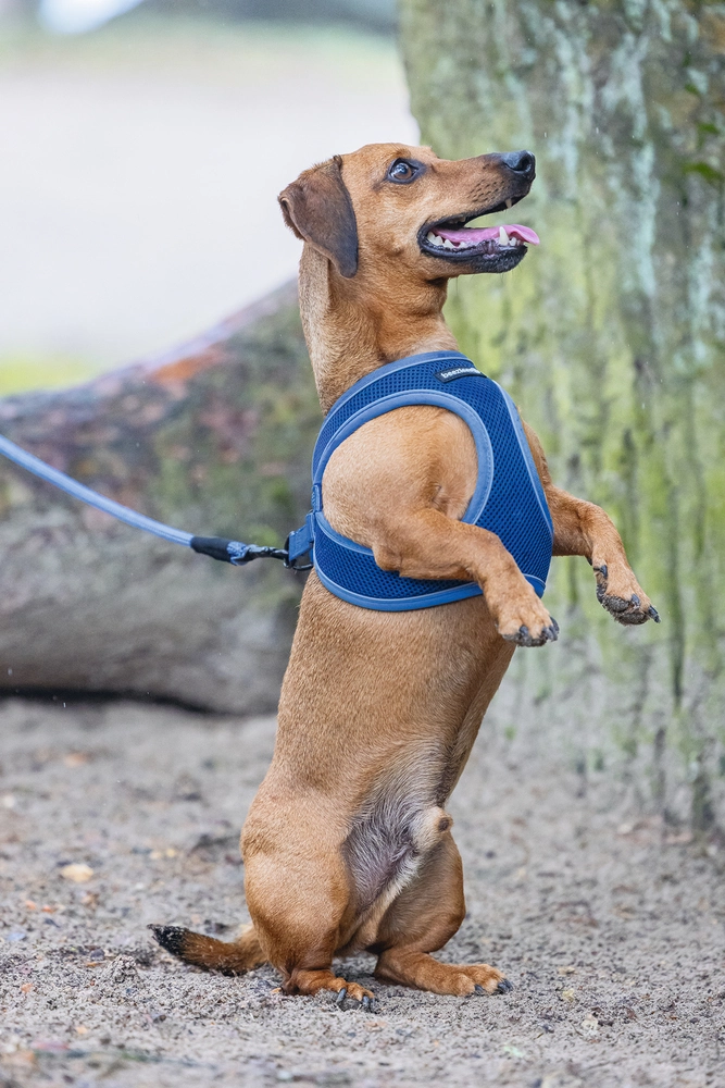 Beeztees Köpek Göğüs Tasması, Neopren, Mavi, S, 38-44cm - 4