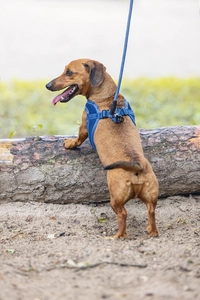 Beeztees Köpek Göğüs Tasması, Neopren, Mavi, XS, 30-35cm - 5