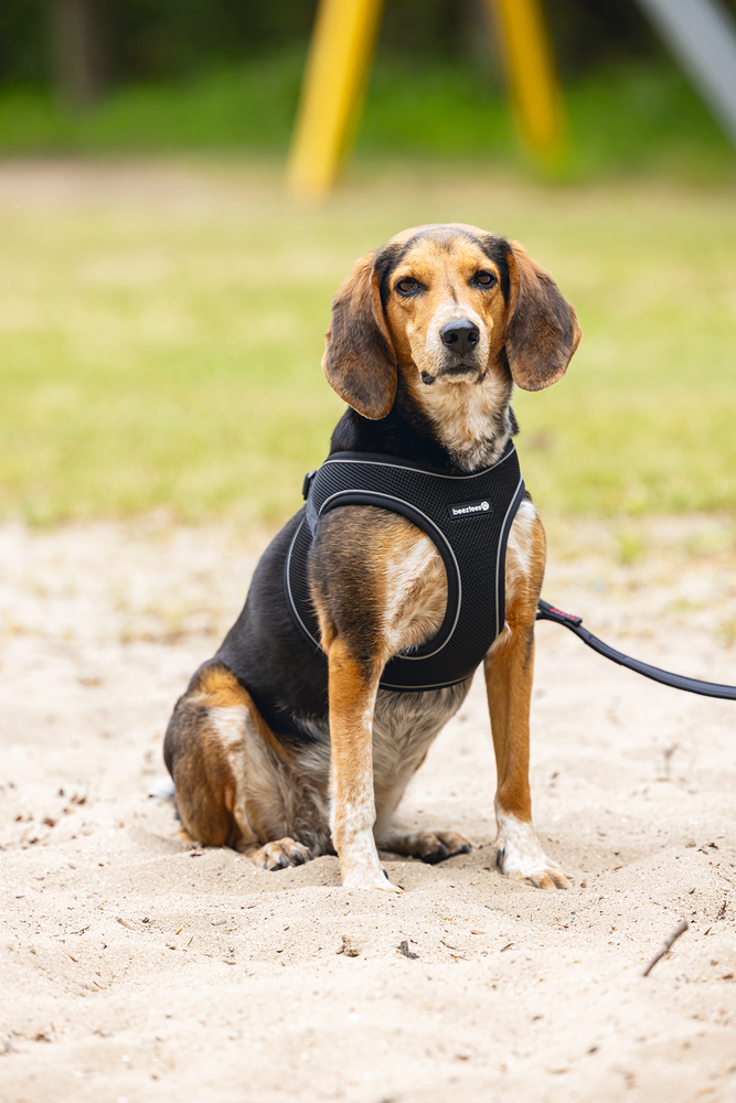 Beeztees Köpek Göğüs Tasması, Neopren, Siyah, M, 41-46cm - 4