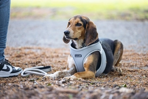 Beeztees Köpek Göğüs Tasması, Neopren, Yeşil, M, 41-46cm - 4