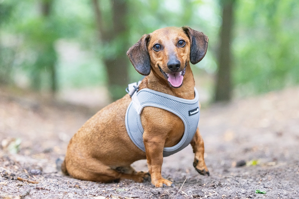 Beeztees Köpek Göğüs Tasması, Neopren, Yeşil, S, 38-44cm - 5