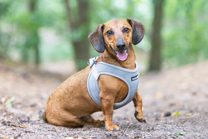 Beeztees Köpek Göğüs Tasması, Neopren, Yeşil, XS, 30-35cm - 4