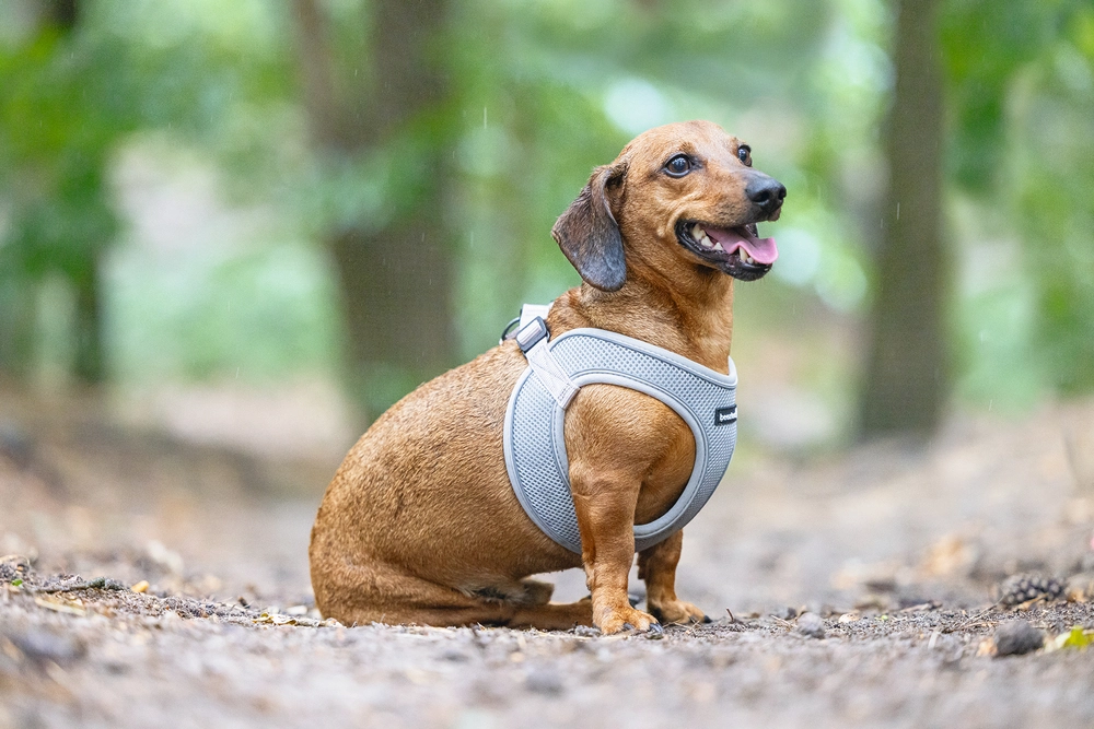 Beeztees Köpek Göğüs Tasması, Neopren, Yeşil, XS, 30-35cm - 5