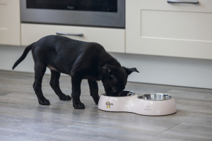 Beeztees Köpek İkili Mama ve Su Kabı, Paslanmaz Çelik, Pudra Pembe, 34x17,5cm, 2x350ml - 2