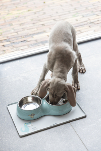 Beeztees Köpek İkili Mama ve Su Kabı, Paslanmaz Çelik, Turkuaz, 27x14cm, 2x160ml - 2