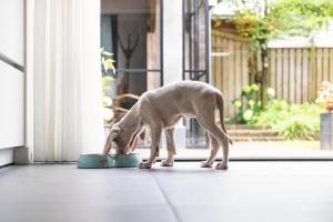 Beeztees Köpek İkili Mama ve Su Kabı, Paslanmaz Çelik, Turkuaz, 27x14cm, 2x160ml - 3