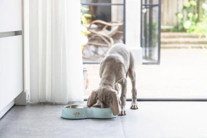 Beeztees Köpek İkili Mama ve Su Kabı, Paslanmaz Çelik, Turkuaz, 34x17,5cm, 2x350ml - 3