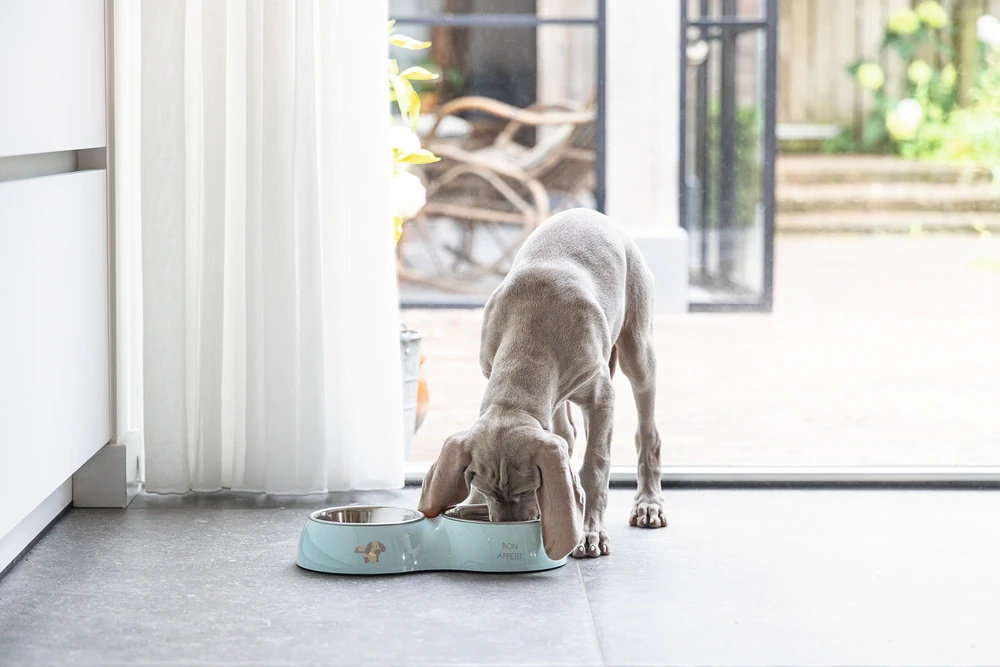 Beeztees Köpek İkili Mama ve Su Kabı, Paslanmaz Çelik, Turkuaz, 34x17,5cm, 2x350ml - 3