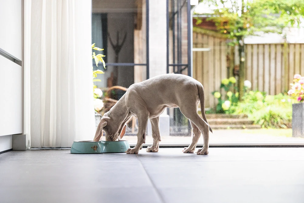 Beeztees Köpek İkili Mama ve Su Kabı, Paslanmaz Çelik, Turkuaz, 34x17,5cm, 2x350ml - 4