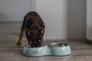 Beeztees Köpek İkili Mama ve Su Kabı, Paslanmaz Çelik, Turkuaz, 34x17,5cm, 2x350ml - 5