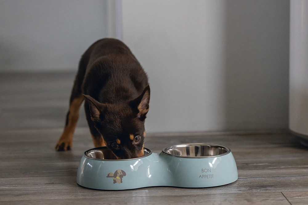Beeztees Köpek İkili Mama ve Su Kabı, Paslanmaz Çelik, Turkuaz, 34x17,5cm, 2x350ml - 5