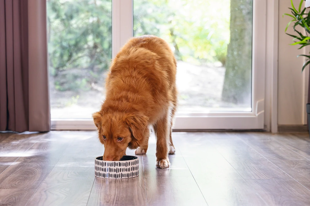 Beeztees Köpek Mama Su Kabı, Seramik, Yeşil Beyaz, 18cm, 1200ml - 2