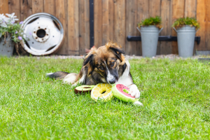 Beeztees Köpek Oyuncağı, Donut, Peluş, Çeşitli Renklerde, 12x12x5cm - 2