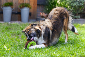 Beeztees Köpek Oyuncağı, Donut, Peluş, Çeşitli Renklerde, 12x12x5cm - 4