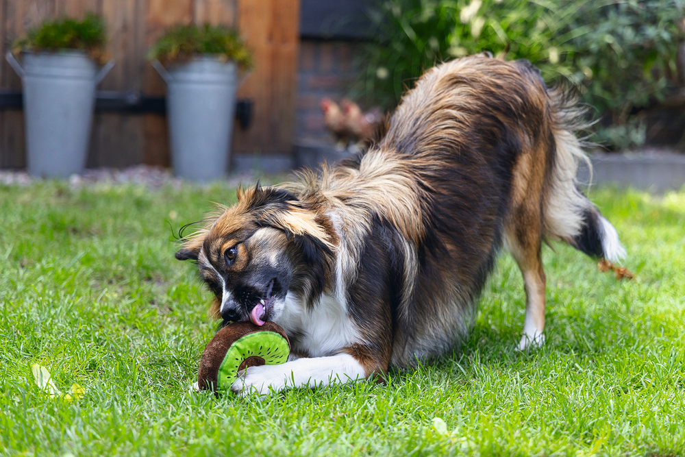 Beeztees Köpek Oyuncağı, Donut, Peluş, Çeşitli Renklerde, 12x12x5cm - 4