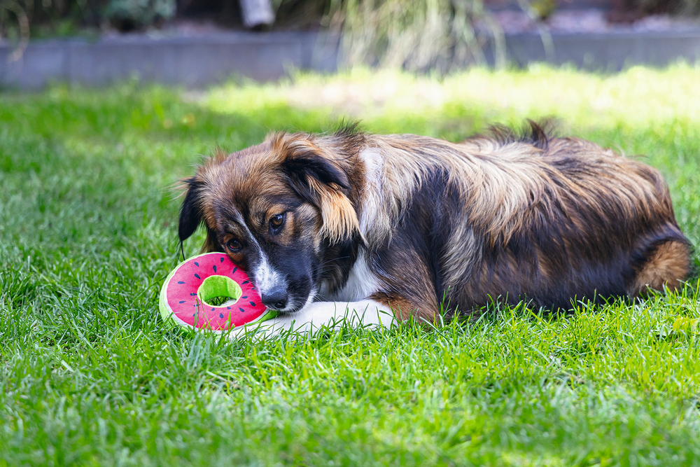 Beeztees Köpek Oyuncağı, Donut, Peluş, Çeşitli Renklerde, 12x12x5cm - 5