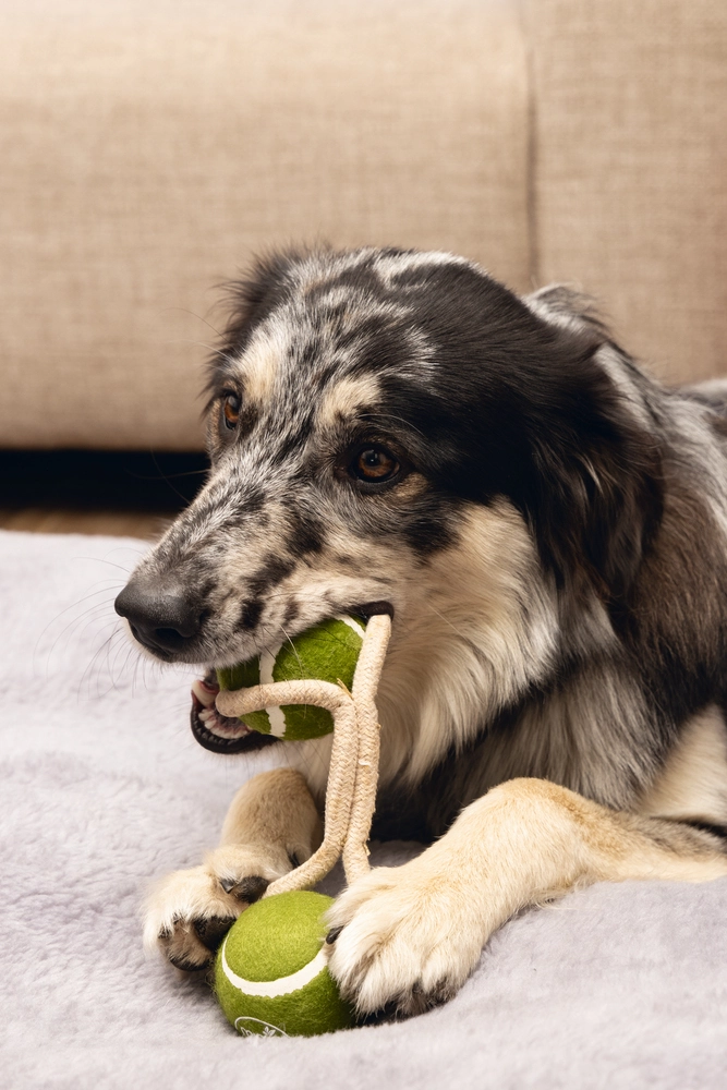 Beeztees Köpek Oyuncağı, İpli İki Tenis Topu, Kauçuk, Gri/Kahverengi, 21cm, Top 6,3cm - 5