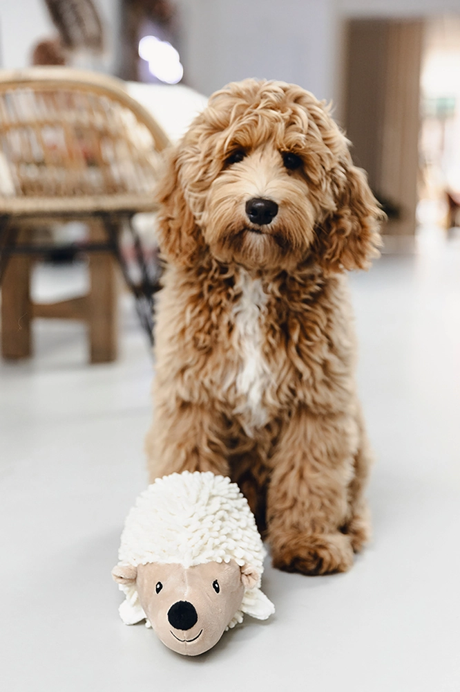 Beeztees Köpek Oyuncağı, Kirpi, Peluş, Beyaz, 26x14x15cm - 4