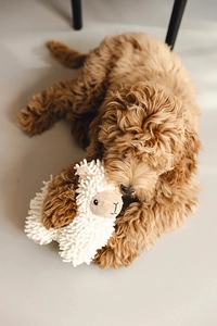 Beeztees Köpek Oyuncağı, Koyun, Peluş, Beyaz, 26x6x21cm - 3