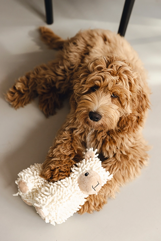 Beeztees Köpek Oyuncağı, Koyun, Peluş, Beyaz, 26x6x21cm - 4