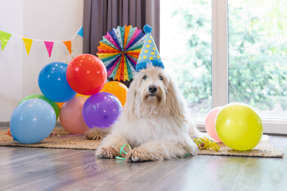 Beeztees Köpek Oyuncağı, Parti Balonu, Peluş, Mavi, 39x13x7,5cm - 2