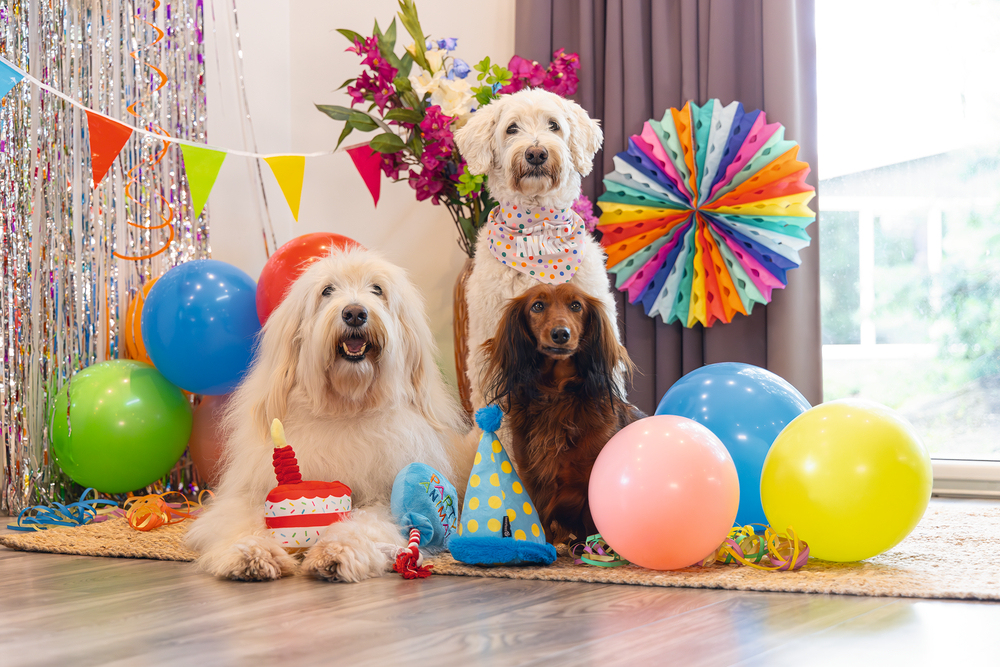 Beeztees Köpek Oyuncağı, Parti Balonu, Peluş, Mavi, 39x13x7,5cm - 3