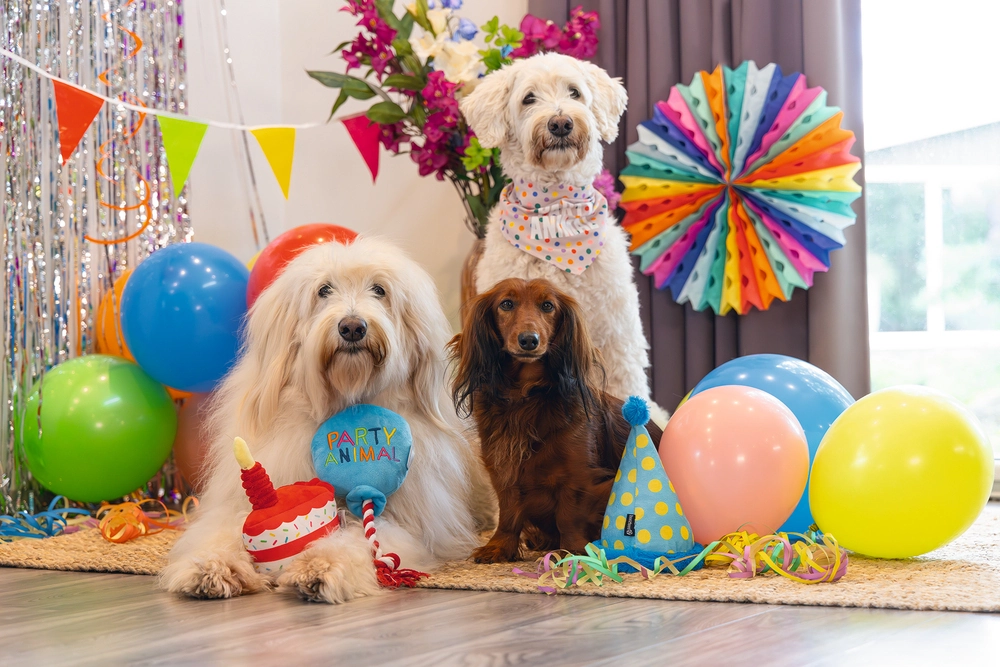 Beeztees Köpek Oyuncağı, Pasta Dilimi, Peluş, Renkli, 19x14x11cm - 4