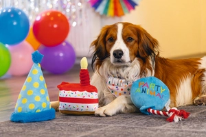 Beeztees Köpek Oyuncağı, Pasta Dilimi, Peluş, Renkli, 19x14x11cm - 5