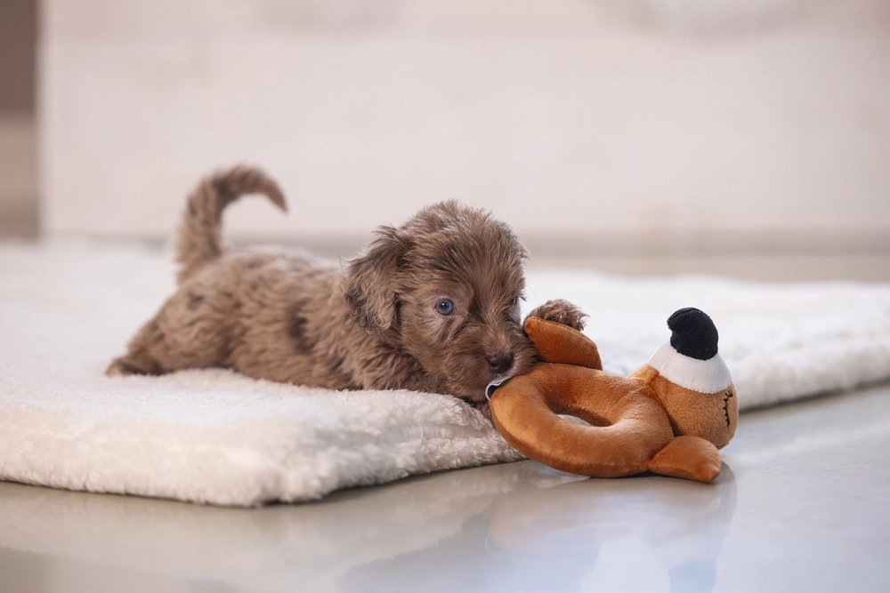 Beeztees Köpek Oyuncağı, Peluş, Kahverengi, 16x18x8,5cm - 2