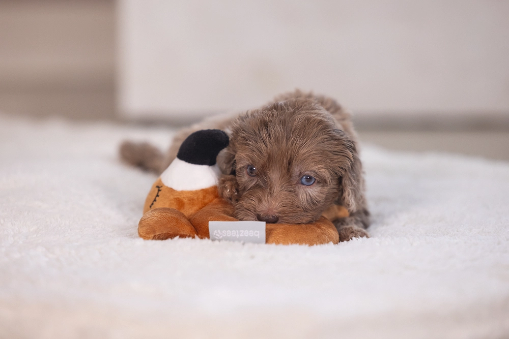 Beeztees Köpek Oyuncağı, Peluş, Kahverengi, 16x18x8,5cm - 4