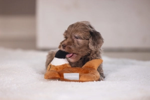 Beeztees Köpek Oyuncağı, Peluş, Kahverengi, 16x18x8,5cm - 5