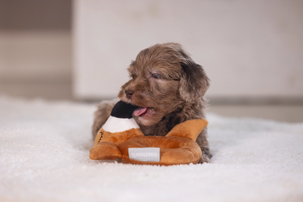 Beeztees Köpek Oyuncağı, Peluş, Kahverengi, 16x18x8,5cm - 5