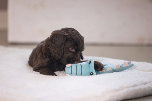 Beeztees Köpek Oyuncağı, Peluş, Turkuaz, 16x18x8,5cm - 2