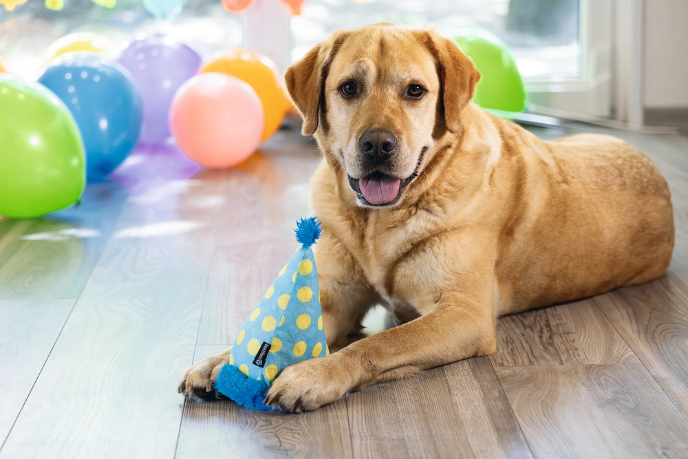 Beeztees Köpek Oyuncağı, Şapka, Peluş, Mavi, 22x14x14cm - 4