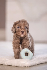 Beeztees Köpek Oyuncağı, Sesli, Donut, Lateks, Çeşitli Renklerde, 7x7x3cm - 2