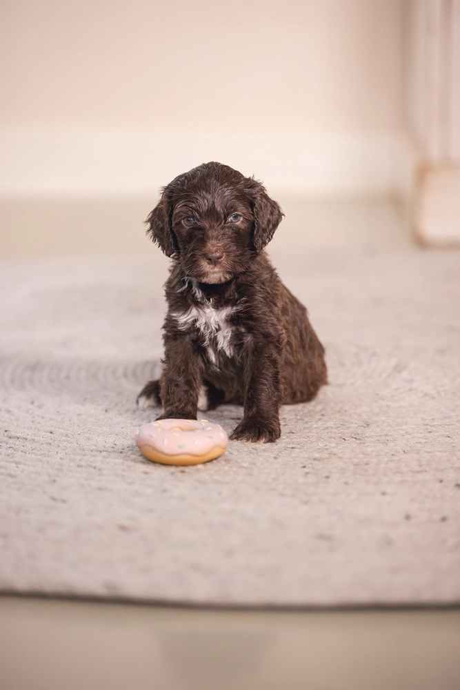 Beeztees Köpek Oyuncağı, Sesli, Donut, Lateks, Çeşitli Renklerde, 7x7x3cm - 4
