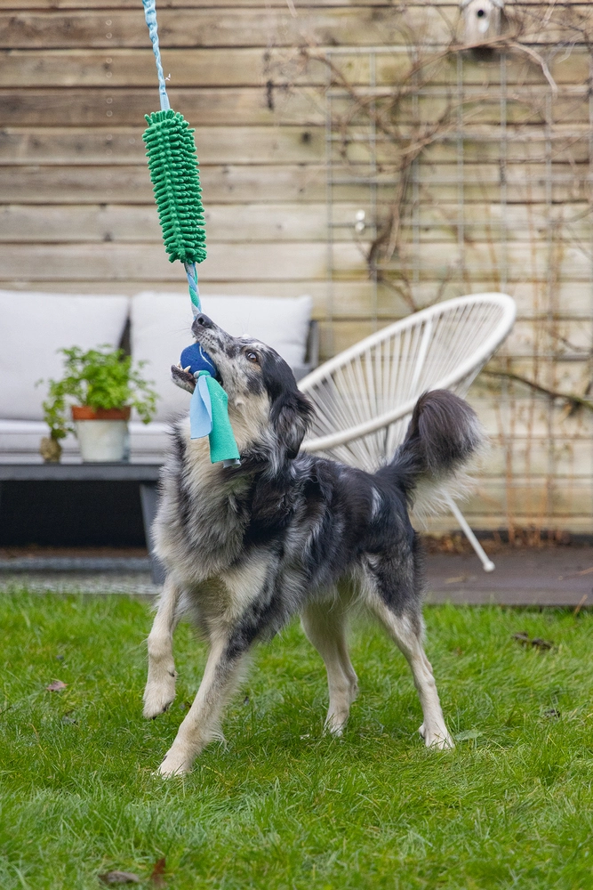 Beeztees Köpek Oyuncağı, Tut Getir Tenis Toplu, Peluş, Mavi-Yeşil, 90x10x6cm - 4