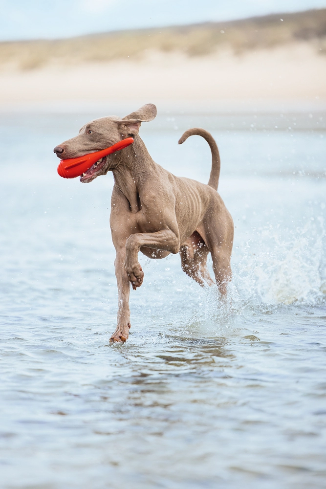 Beeztees Köpek Oyuncağı, Yüzen, Şamandıra, TPR, Kırmızı, 28x13x8cm - 2