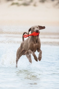 Beeztees Köpek Oyuncağı, Yüzen, Şamandıra, TPR, Kırmızı, 28x13x8cm - 3