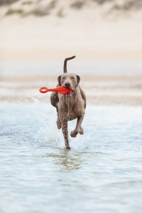 Beeztees Köpek Oyuncağı, Yüzen, Şamandıra, TPR, Kırmızı, 28x13x8cm - 4