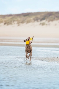 Beeztees Köpek Oyuncağı, Yüzen, Şamandıra, TPR, Sarı, 28x13x8cm - 2