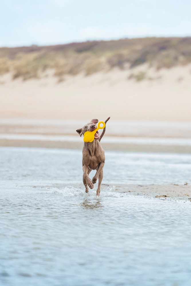 Beeztees Köpek Oyuncağı, Yüzen, Şamandıra, TPR, Sarı, 28x13x8cm - 2